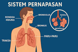 Pernapasan
