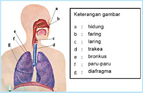 pernapasan.jpg